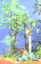 Small Palms, Foxgloves & Bracken