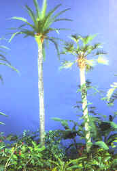 Date Palm & Fan Palm