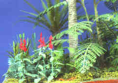 Foxgloves & Tree Fern