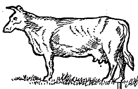 Cow - Standing  
