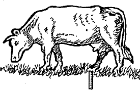 Cow - Grazing  