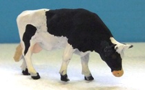 Grazing cow - Fresian