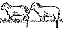 Sheep - Standing x 2 