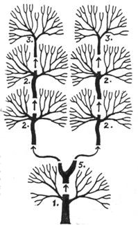 Tree frames 260mm tall