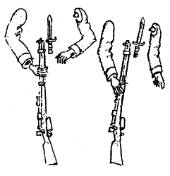 Six pairs of arms 